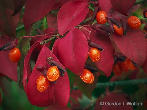 Red Berries_DSCF02664.jpg - Photographed at Merrickville, Ontario, Canada.